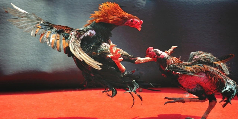 Hãy biết cách quản lý vốn cược khi chơi đá gà cựa sắt tại các nhà cái